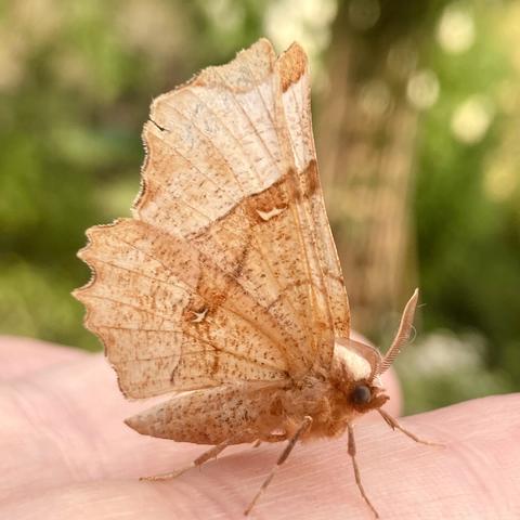 A moth on a finger.  It has a thick pale orange abdomen.  It holds two heavily scalloped pale orange and almost translucent wings vertically above its abdomen. The wings resemble fallen autumnal leaves.  There is a darker thin orange band running across the wing within which there is two tiny crescent shaped stigmata, hence its name Lunar Thorn