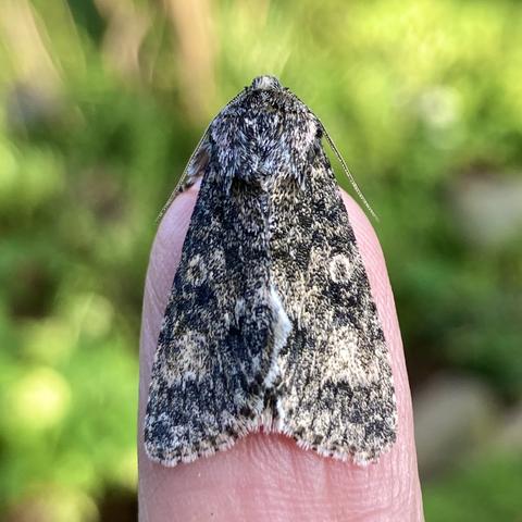 Overhead shot of a chunky 2cm arrowhead shaped moth on a finger holding its wings tented around its abdomen.  It is a very dusty dark grey with hints of background creams and browns.  It has two distinct orbital stigmata on its wings which resemble owl eyes.