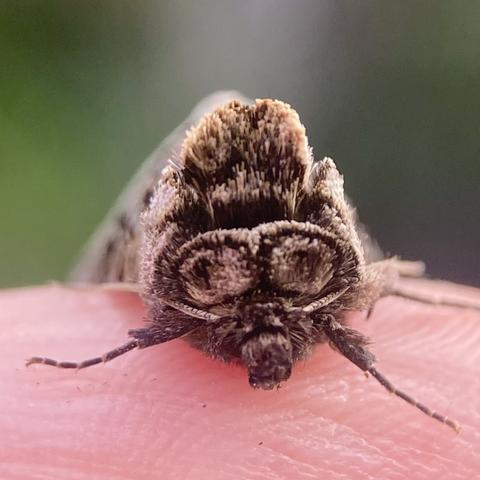 Front on shot of a Spectacle moth.on a finger.  The moth has two pale circles with central dark patches and edged in black which resemble a a pair of spectacles.  These are not its eyes but they do look like eyes behind specs.  It has a tufted gingery mohican above and two wiry antennae that stick out left and right just below the specs, almost like a fine thin moustache