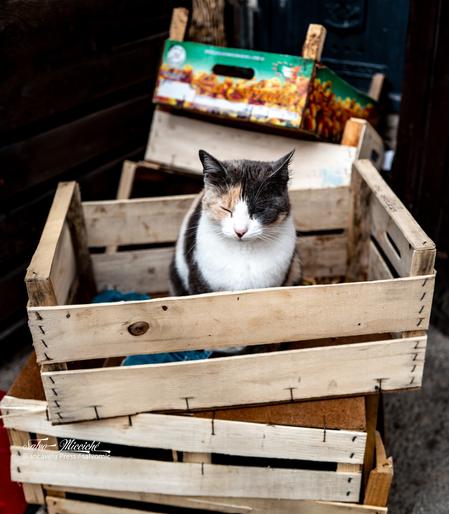 Chat en cachette

#caturday #leica_camera #cats #pets #chats #qittun #qattus #gatti