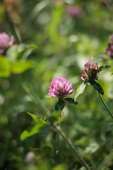 A close-up of vibrant pink clover flowers surrounded by lush green foliage in natural light, creating a soft, blurred background.