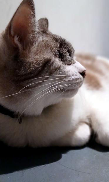 A one-eyed lynx-point Siamese nonchalantly ignoring the political goings-on around her.