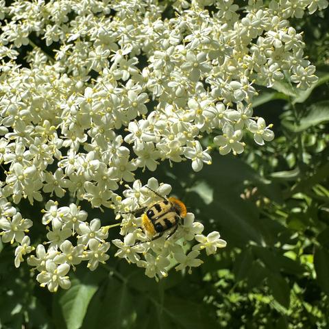 Un insecte poilu, sans ailes, beige et roux avec des taches noires sur le torse fouillant dans une fleur de sureau.