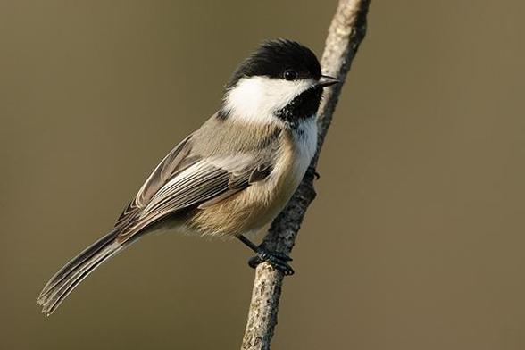 The head of the bird is about one quarter from the top and just right of the middle of the photo
The bird is sitting on a branch and facing to the right.