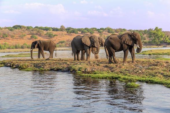 A small herd of elephants strolls through the tranquility of the South African wilderness, across a river.