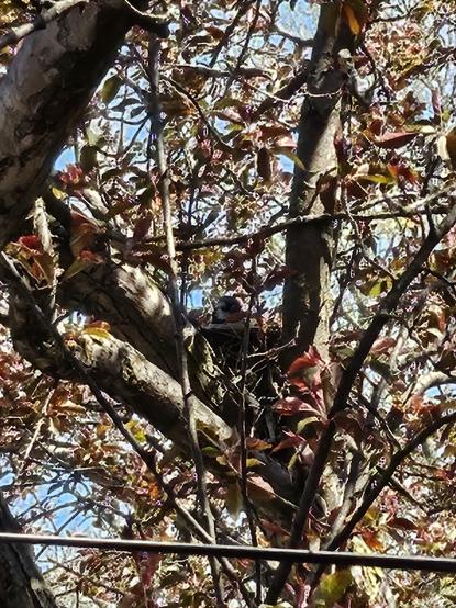 Nestled in a mess of branches and red new leaves is a nest with an adult blue Jay head peeking out.