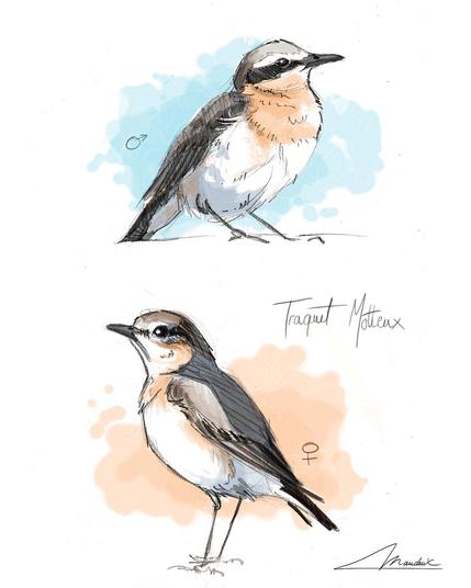 Male et femelle traquets motteux. Dessin au crayon sur le terrain puis coloration sur ordinateur de retour au studio.