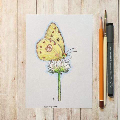 A drawing of a Clouded Yellow butterfly on a small white flower. The Clouded Yellow is one of the truly migratory European butterflies and a regular visitor to Britain and Ireland.
An original art work
Colour pencil and mixed media on acid free toned artist paper
5 by 7 inches (12.7 by 17.8 cm). This is a standard photo size in the UK and USA and should be easy to DIY frame.
Sold unframed