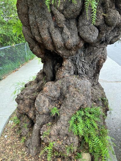 A Pepper tree trunk is large and gnarly on a side street.