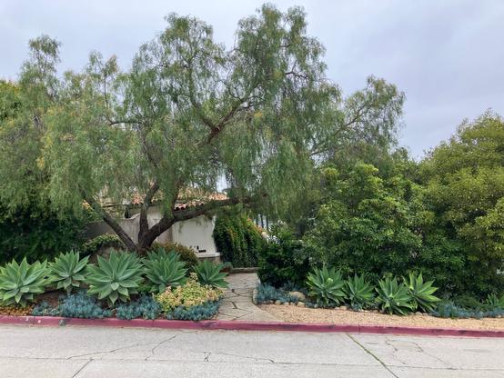A landscaped area featuring a large tree and various succulents along a pathway. The scene includes lush greenery and a stone path, with a backdrop of a residential building mostly obscured by plants. The sky is overcast.