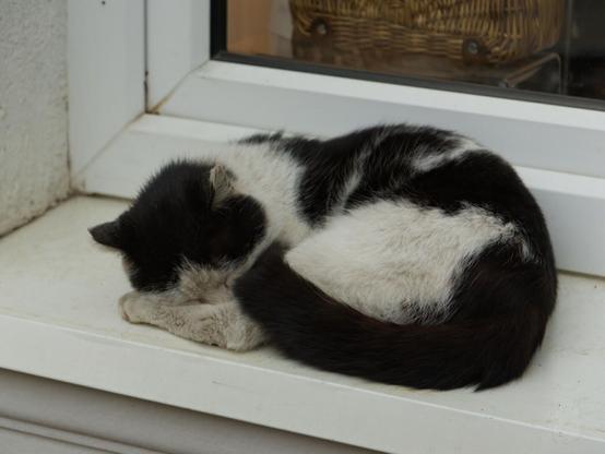 The image shows a black and white cat curled up in a sleeping position on the external windowsill of a house. The cat's body is facing towards the left side, with its head resting comfortably on its paws. Its white parts of the fur look a bit dusty, suggesting it's not a domestic cat, but some sort of stray one.