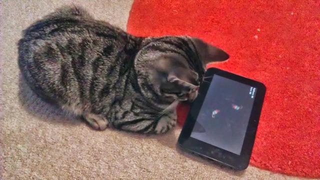 mismuth watch a game for cats on a tablet