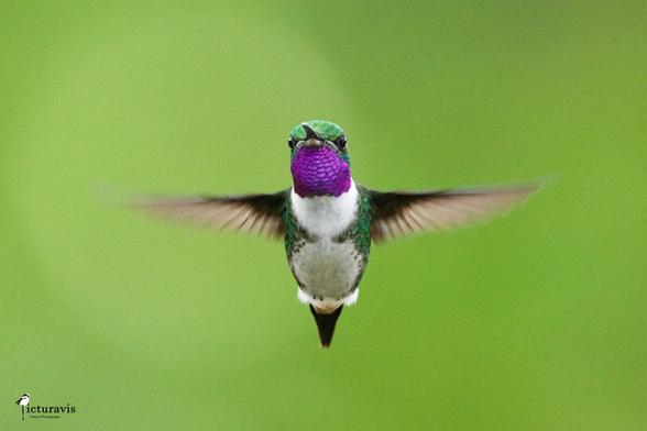 A photograph of a small hummingbird hovering in midair facing the viewer. It has a purple throat, white belly and otherwise sparkling green color. The wings are blurred from their movement but outstretched to the sides. The background is a nearly uniform green.