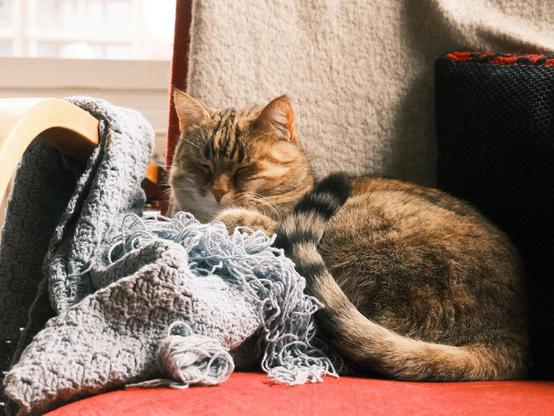 Brown cat sleeping on top crochet