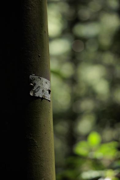 Close-up of a utility pole with a weathered identification tag, set against a softly blurred lush green background.