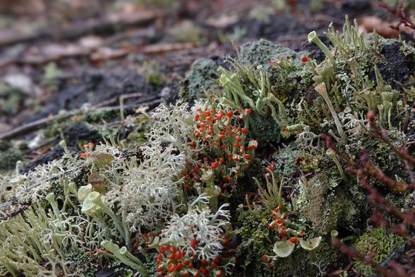Cladonia lichen landscape