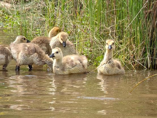 Six goslings (baby Canada Geese). One gosling is looking straight at the camera.