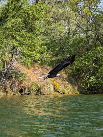 A bald eagle in flight low above calm water.