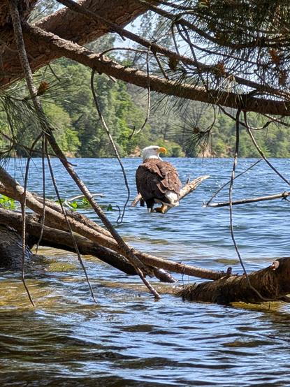 A bald eagle seen through trees. The eagle is sitting on a branch sticking out of the water.