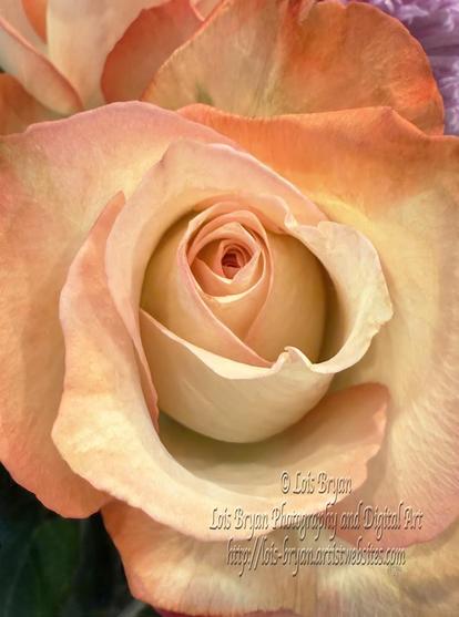 "Peaches And Cream Rose" ... my newest photography ... at my website as lots of wall art options, tote bags, puzzles, coffee mugs and more, here:  https://lois-bryan.pixels.com/featured/peaches-and-cream-rose-lois-bryan.html

You can also see it at #FineArtAmerica, here:  https://fineartamerica.com/featured/peaches-and-cream-rose-lois-bryan.html

#art #giftideas #roses #flowers #buyintoart #ayearforart #LoisBryan #NotAi