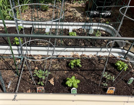 View looking down on two raised garden beds planted with four varieties of tomatoes and six basil plants. The plants are small now, but with sunshine, water, and luck they will get large and productive.