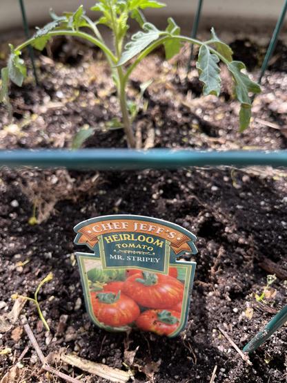 Close up of a small Heirloom tomato plant called Mr. Stripey. I've grown this before and it produces a very delicious tomato.