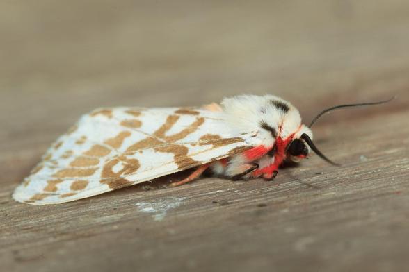 Side view of a white moth with brown markings and red furry underside.