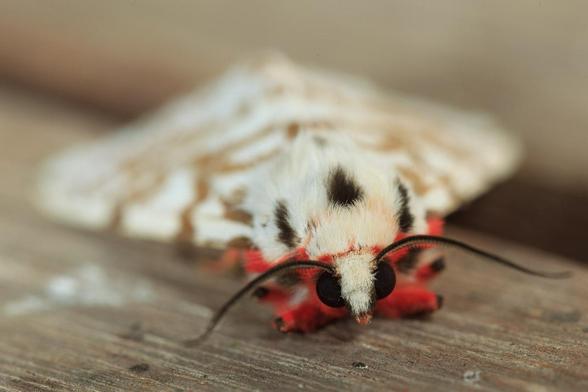 Front view of a white moth with brown markings and red furry underside.