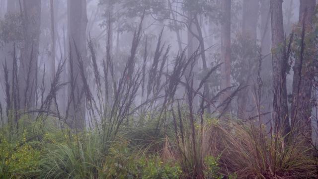 Several swordgrass plants with tall, dark seed stems in the mist. Tall gum tree trunks behind, some scarred from past wildfires.  Vibrant green undergrowth in the foreground.  It has the appearance of being silent, serene (it was).