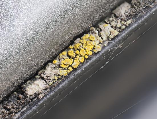 Lichen with yellow crowded apothecia in dirt collecting on the rubber gasket of a car doro.