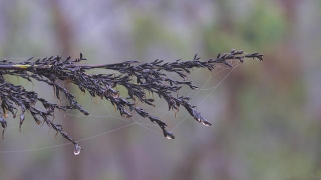 The end of a dark swordgrass seed head lays into the frame at left, ending at mid right.  It's wet from the misty air, droplets forming at the stem ends and along tiny strands of spider web (no spider to be seen).  Blurry forest in the background.