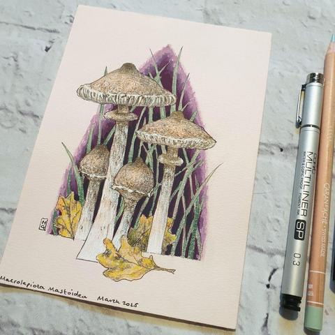 A small drawing of Macrolepiota Mastoidea Mushrooms also known as Slender Parasols. The Mushroom is tall and slender with a pale brown cap with a darker brown area near the crown that breaks into scales.
They are fairly common in Britain and Ireland and they also occur across most of Europe. It is edible and tasty but bears a resemblance to some toxic mushrooms!
An original art work
Colour pencil and mixed media on acid free toned artist paper
5 by 7 inches (12.7 by 17.8 cm).
Sold unframed