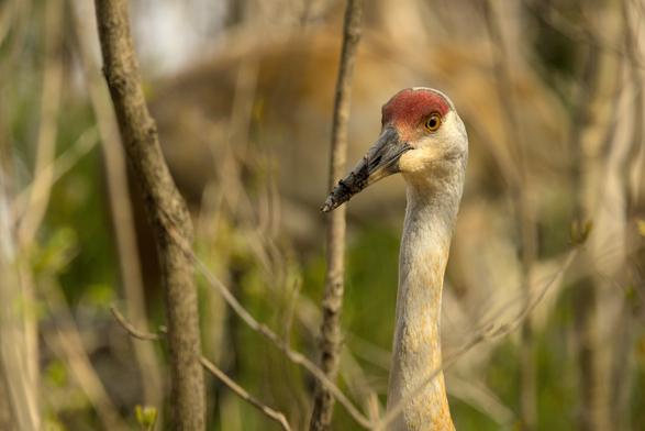 Sandhill crane