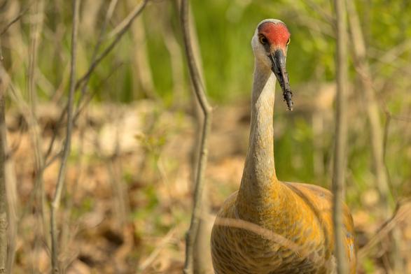 Sandhill crane