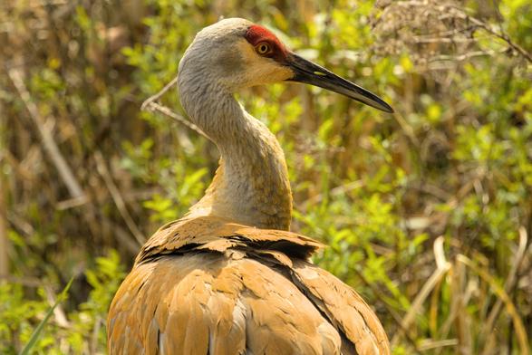 Sandhill crane