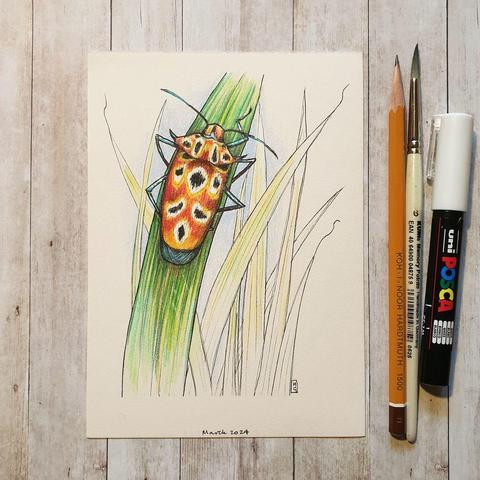 A colour drawing on cream coloured paper of a shield bug (AKA stink bug) sitting on a blade of grass. There are a number of shieldbug species in the UK and even more around the world, characterised by their flat, often triangular bodies and distinctive, shield-like shapes on their backs.
An original art work
Colour pencil and mixed media on acid free toned artist paper
5 by 7 inches (12.7 by 17.8 cm). This is a standard photo size in the UK and USA and should be easy to DIY frame.
Sold unframed