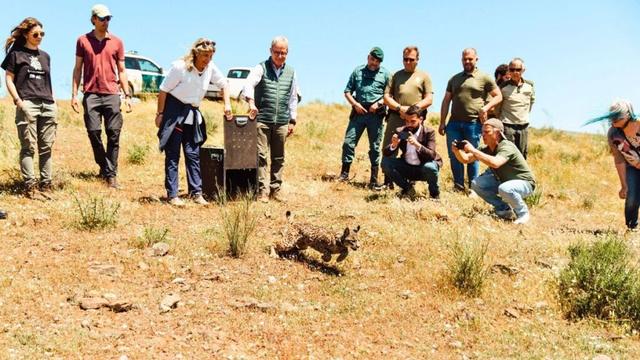 Saved from extinction, the Iberian lynx now faces an uncertain future in Spain