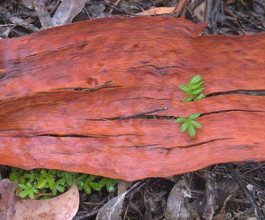 Wet bark lays on the ground filling most of the frame, inner tree side facing up, it's vivid red brown an indication it recently fell.  A ground level fern-like plant was partially covered and has sprouted 2 tiny fronds through cracks in the bark.  Old bark and dry leaf debris scattered on the forest floor.