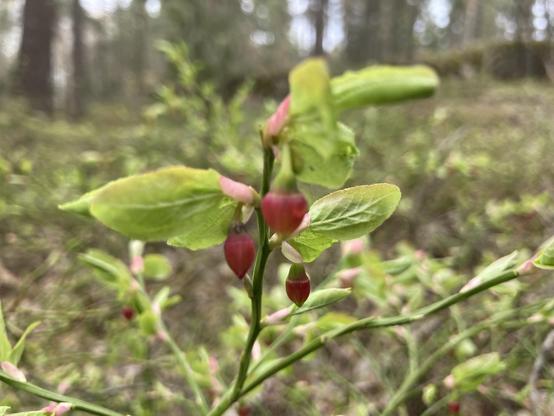 Lähikuva kukkivasta mustikasta.