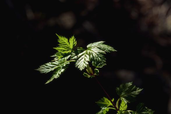 A small branch with bright green leaves illuminated by sunlight, standing out against a dark background, creating a striking contrast.