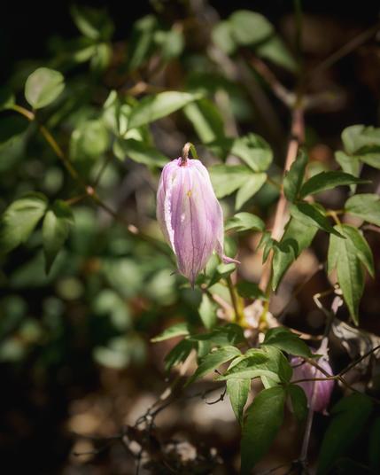 A delicate, closed pink flower bud surrounded by vibrant green leaves, softly lit by sunlight in a natural setting.