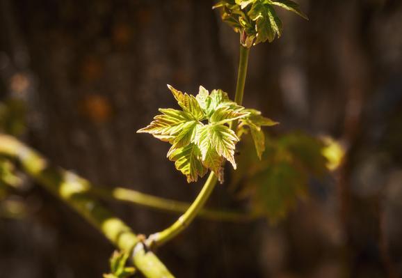 A close-up of fresh green leaves with serrated edges on a slender stem, warmly lit by sunlight against a blurred background.