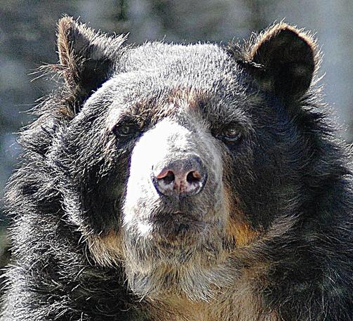 Images from my Photographic Artwork Portfolio can be purchased from my Pixels website at reasonable prices as prints or displayed on various products.

Andean bears are also known as spectacled bears due to the light coloured markings around their eyes, which can look like spectacles against the rest of the bear’s dark fur

#Photography  #FineArtPhotography #BuyIntoArt  #AYearForArt #print #photography #mastodon #mastophoto #mastoart #photo 

https://john-hughes-photographic.pixels.com/featured/andean-bear-2-john-hughes.html