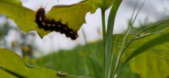 Sur fond blanc et vert, flou, partagé en deux selon une diagonale, une contre-plongée au raz de l'herbe. À droite, tiges, inflorescence et feuille d'un pied de poacée ; à gauche, deux feuilles de chêne vert tendre. Sous la plus éloignée, une chenille sombre à points blancs sur les côtés de ses segments, pourvue de poils roux, donne l'air d'escalader le devers de cette feuille, en sortant tout de même la tête par dessus la bordure du limbe.