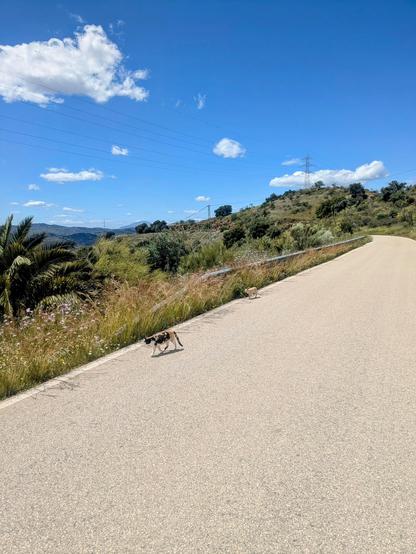 Some cats walking at the side of an empty road.