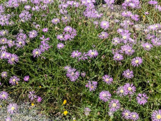 Lots of flowers