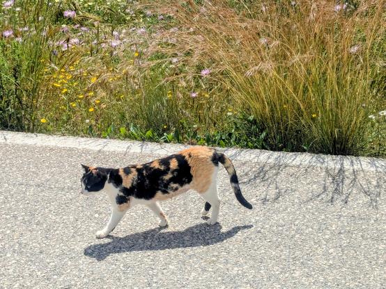 a tricolor cat walking past me on the road.