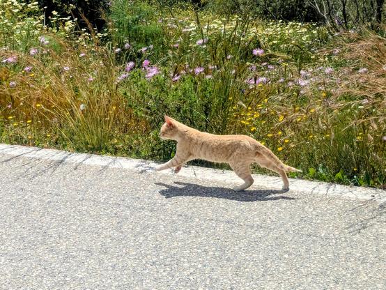 a cat running past me, staying on the road but on the extreme edge opposite to me. He clearly doesn't want me to approach him.