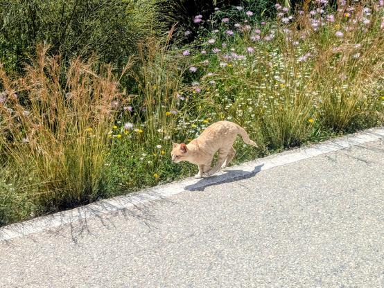 a cat running on the opposite edge of the road. He clearly doesn't want me to approach him.