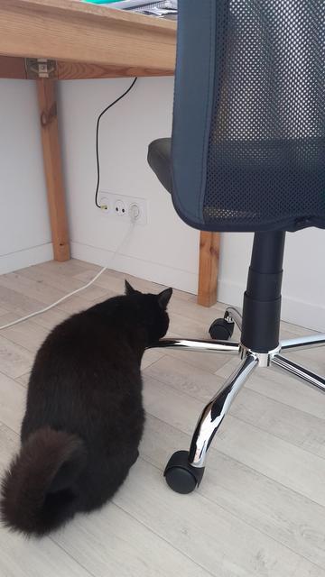 Chat noir reniflant le pied d'unechaise de bureau